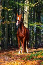 Aansprekende vos merrie voor fokkerij of als coachpaard, Dieren en Toebehoren, 170 tot 175 cm, 11 jaar of ouder, Merrie, Gechipt