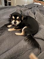 Mooie prachtige dek reu chihuahua, Dieren en Toebehoren, Rabiës (hondsdolheid), Reu, 1 tot 2 jaar, Meerdere