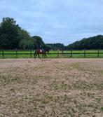 Gezocht, doorrijden en verkeersmak maken D pony, Ruiter of Bijrijder