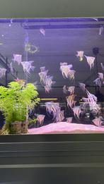 Maanvis mix actie, Vis, Zoetwatervis, Schoolvis
