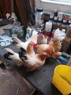 Broedeieren serama's ruilen voor kippen / kuiken spullen, Dieren en Toebehoren, Geslacht onbekend, Kip