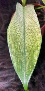 Philodendron Florida Ghost #2, Overige soorten, Minder dan 100 cm, Groene kamerplant, Halfschaduw