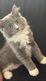 Ragdol, Dieren en Toebehoren, Katten en Kittens | Raskatten | Langhaar, Poes, 0 tot 2 jaar