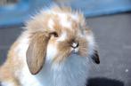 GEZOCHT !! Gesteriliseerd dwerg of minilop konijn, Dieren en Toebehoren, Konijnen, Vrouwelijk, Dwerg
