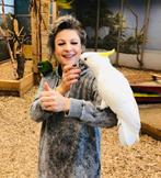 triton kaketoes, Dieren en Toebehoren, Vogels | Parkieten en Papegaaien, Meerdere dieren, Papegaai, Pratend