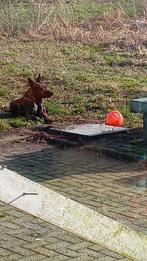 Ter dekking aangeboden, Dieren en Toebehoren, Honden | Jack Russells en Terriërs, Particulier, 3 tot 5 jaar, Reu, Nederland