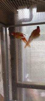 rubino rosella, Meerdere dieren, Parkiet, Geringd