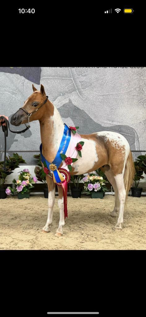 Ter dekking aangeboden!, Dieren en Toebehoren, Paarden en Pony's | Overige Paardenspullen, Ophalen