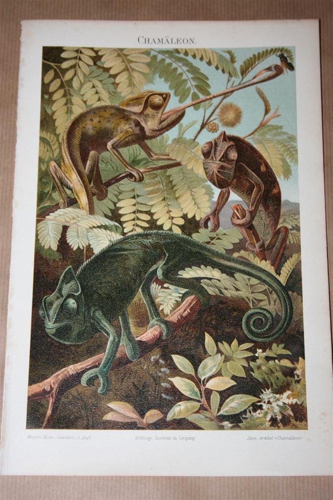 Antieke kleurenlitho - Kameleon - Circa 1900 !!, Antiek en Kunst, Kunst | Litho's en Zeefdrukken, Ophalen of Verzenden