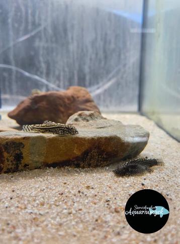 Sewellia lineolata beschikbaar voor biedingen