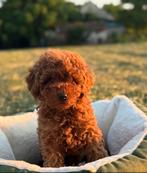 Toypoedel / Toy poedel / Toypoodle / Toy poodle / pups, Dieren en Toebehoren, Poedel, Particulier, Rabiës (hondsdolheid), Reu