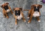 puppy boxer, Fokker | Hobbymatig, Rabiës (hondsdolheid), 15 weken tot 1 jaar, Overige rassen