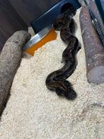 Hypo img het albino anery t1 dame, Dieren en Toebehoren, Slang, 7 tot 10 jaar
