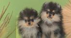 Lieve gekke pomeriaan pomeranian puppy reu, Dieren en Toebehoren, België, Particulier, 15 weken tot 1 jaar, Reu