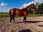 Merrie Expectation PS, Dieren en Toebehoren, Paarden, Merrie, Gechipt, Dressuurpaard, 0 tot 2 jaar