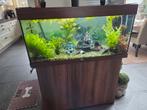 Aqarium met vissen, Ophalen, Zo goed als nieuw, Gevuld zoetwateraquarium
