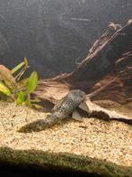 l075, pleco, algeneters, L Nummers, Dieren en Toebehoren, Vissen | Aquariumvissen, Vis, Zoetwatervis