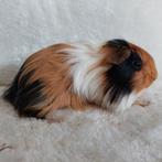 Super lieve jonge cavia's te koop, Dieren en Toebehoren, Knaagdieren, September, Meerdere dieren, Cavia