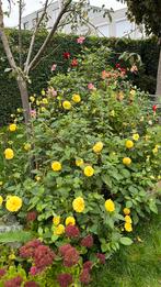 Gele dahlia knollen, Tuin en Terras, Bloembollen en Zaden, Ophalen, Volle zon, Knol