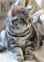 Gezocht: EU Korthaar poes kitten, Dieren en Toebehoren, Poes, Ontwormd, 0 tot 2 jaar