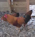 Prachtig trio dresner krielen, Dieren en Toebehoren, Pluimvee, Meerdere dieren, Kip