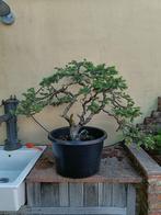Picea Pungens bonsai, Tuin en Terras, Planten | Bomen, Bloeit niet, Overige soorten, Minder dan 100 cm, Ophalen