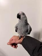 Jonge Grijze Roodstaart Papegaai, Mannelijk, Papegaai