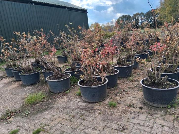 Grote Blauwe bessen struiken, Tuin en Terras, Planten | Fruitbomen, Overige soorten, 100 tot 250 cm, Volle zon, Zomer, In pot