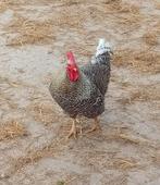 Amrockhaan gratis., Dieren en Toebehoren, Mannelijk, Kip