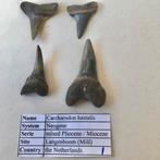 Fraaie haaientanden set uit Mill (set 1), Ophalen of Verzenden, Fossiel