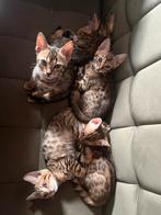 Bengaal kittens., Meerdere dieren