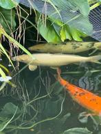 Koi Platinum ogon 50cm, Karper of Koi