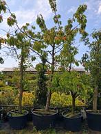 Oude laagstam karakteristieke fruitboom kers prunus kordia, Lente, In pot, Ophalen of Verzenden, 250 tot 400 cm