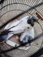 Twee pakistaanse hoogvliegers duiven, Dieren en Toebehoren, Vogels | Duiven, Meerdere dieren
