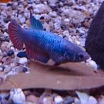 Betta splendens vrouw, Vis
