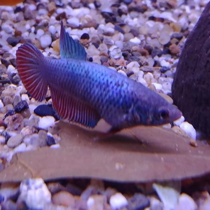 Betta splendens vrouw, Dieren en Toebehoren, Vissen | Aquariumvissen, Vis