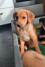 Oostenrijkse Pinscher puppy's, CDV (hondenziekte), 8 tot 15 weken, Meerdere, Nederland