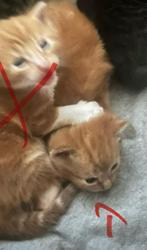Kittens, Dieren en Toebehoren, Katten en Kittens | Overige Katten, Geslacht onbekend