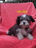 Te koop mooie speelse  kleinblijvende boomer pups, Parvo, 8 tot 15 weken, Meerdere, Meerdere dieren