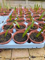 Stekjes palmboom trachycarpus fortunei (winterhard), Tuin en Terras, Ophalen of Verzenden, Overige soorten, Volle zon