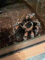 0.1 adult vrouw Brachypelma smithi, Dieren en Toebehoren, Insecten en Spinnen, Spin of Schorpioen