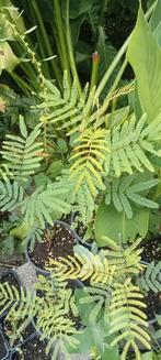 Acacia dealbata 'subalpina' - subalpiene Mimosa planten, Tuin en Terras, Volle zon, Lente, Minder dan 100 cm, Overige soorten