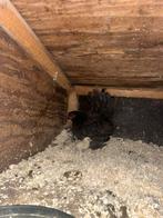 Sabelpootkip met kuikens Te koop, Dieren en Toebehoren, Pluimvee, Geslacht onbekend, Kip