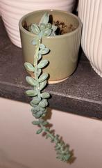 Sedum morganianum stekjes te koop, Ophalen, Overige soorten, Volle zon