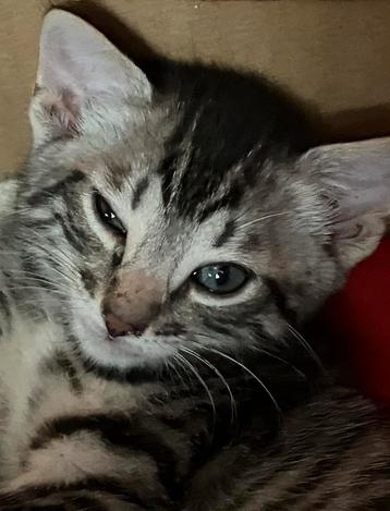 Mooie Bengaalse kittens bengaal geboren op 20 Mei 2025 beschikbaar voor biedingen
