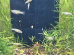 Girardinus metalicus (metaal tandkarpertje) black cheek, Dieren en Toebehoren, Vissen | Aquariumvissen, Vis