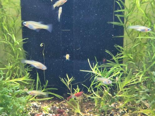 Girardinus metalicus (metaal tandkarpertje) black cheek, Dieren en Toebehoren, Vissen | Aquariumvissen, Vis