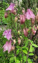 AKELEI nieuwe voorraad Uitverkoop biologisch, Volle zon, Vaste plant, Lente, Ophalen