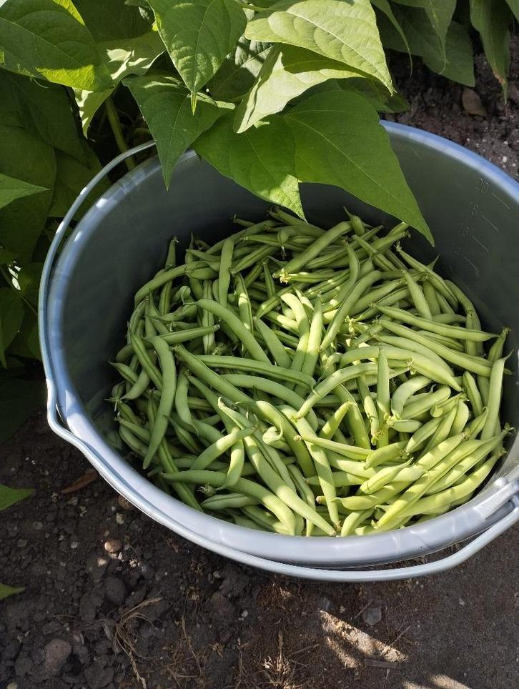 sperziebonen boontjes bonen slabonen, Tuin en Terras, Planten | Tuinplanten, Eenjarig, Overige soorten, Volle zon, Ophalen