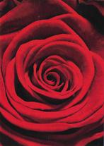 Roos ongelopen Ansichtkaart voor het Kind ( A13), Ophalen of Verzenden, 1980 tot heden, Ongelopen